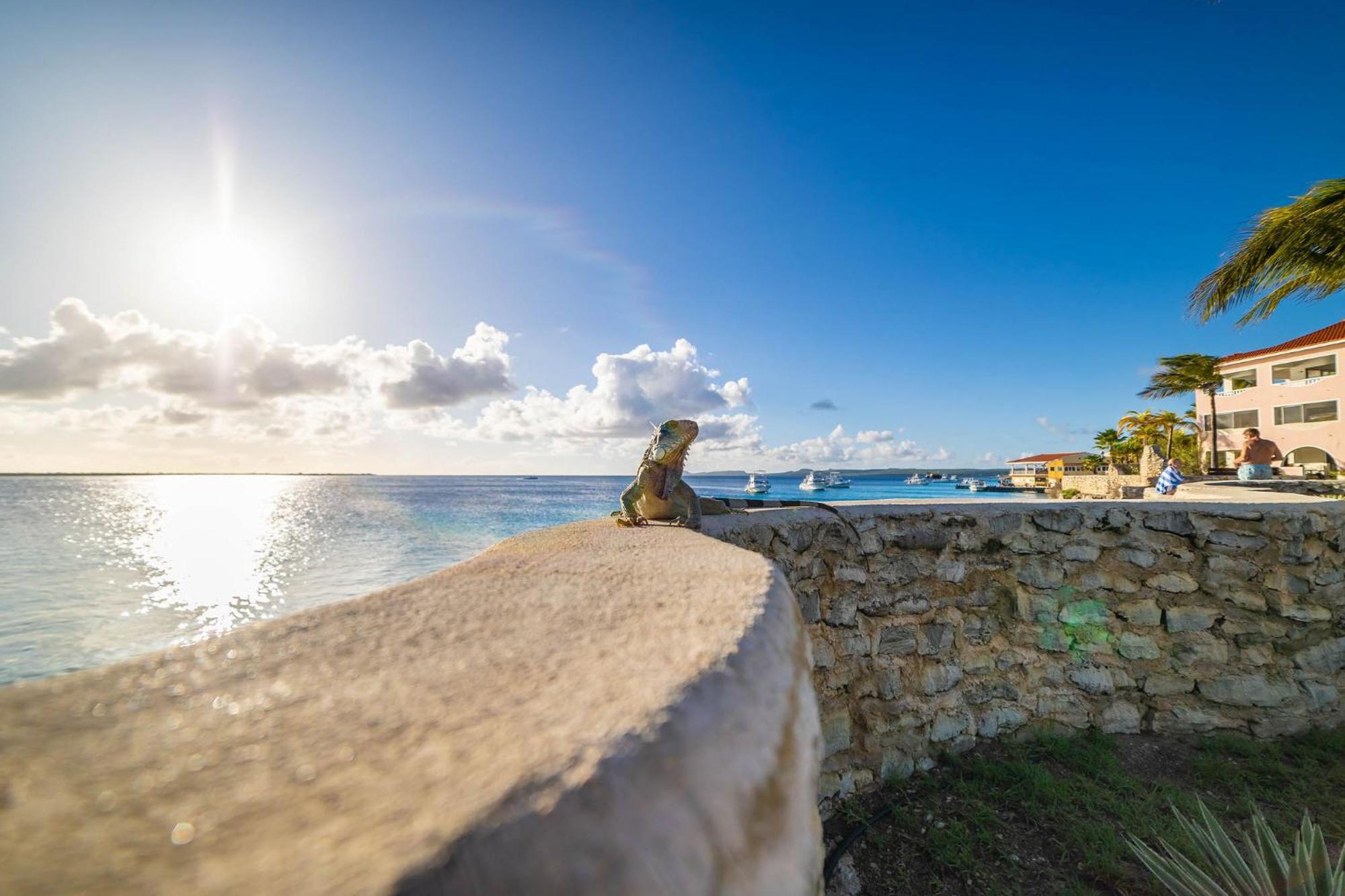 Sand Dollar Bonaire Kralendijk  Exterior photo